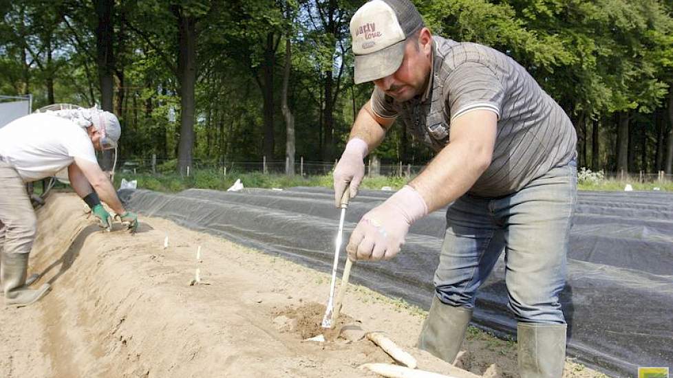 De Koerdische medewerkers van Gerrit Hendriksen helpen al jaren in het aspergeseizoen.