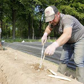De Koerdische medewerkers van Gerrit Hendriksen helpen al jaren in het aspergeseizoen.