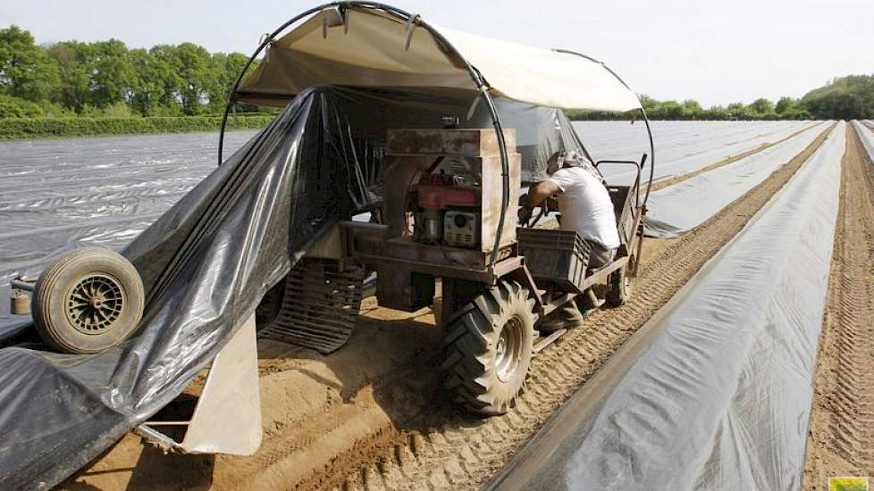 Eenmaal van het land gaan de asperges naar de koeling. Daar laat Hendiksen ze 8 uur kopje onder staan. „Het is om af te sterven. De sapstroom stopt niet gelijk en als je ze dan niet in water zet, drogen ze uit en krijg je vezelige asperges. Onder water ze