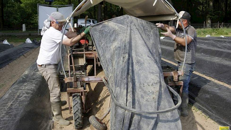 De oogstwagens tillen het doek op, waarna de medewerkers kunnen oogsten en daarna legt de wagen het doek weer keurig terug.