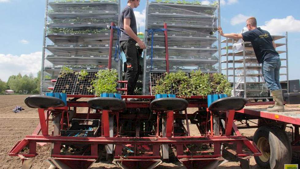 De plantjes worden geplant met een speciaal gebouwde plantmachine van Solynta.