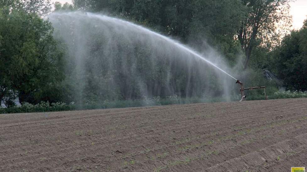 Na het planten wordt het perceel ‘s nachts beregend, zodat de jonge plantjes goed kunnen aanslaan.