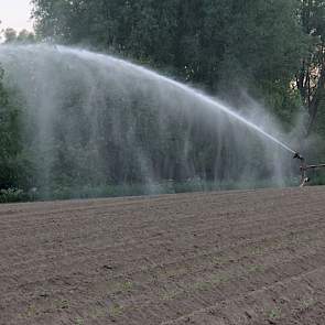 Na het planten wordt het perceel ‘s nachts beregend, zodat de jonge plantjes goed kunnen aanslaan.