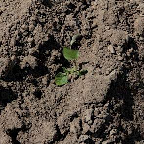 Het project is een samenwerking tussen het biotechbedrijf Solynta en de Koninklijke Maatschap de Wilhelminapolder (KMWP).