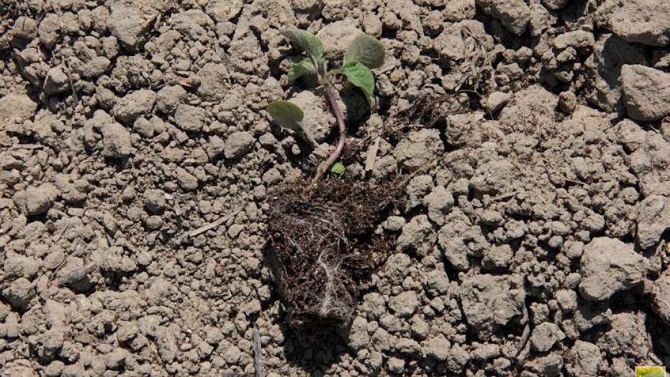 De plantjes zijn in de kas gezaaid uit hybride zaaizaad en worden nu uitgeplant in de vollegrond.