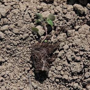 De plantjes zijn in de kas gezaaid uit hybride zaaizaad en worden nu uitgeplant in de vollegrond.