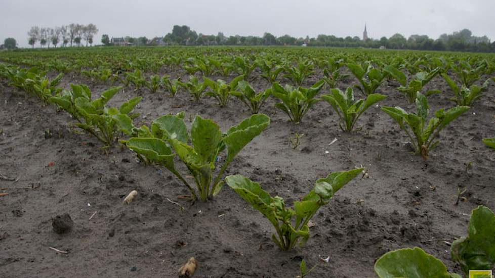 In de suikerbieten is de aanpak van het onkruid soms lastig. Door het vocht werken bodemherbiciden nu goed. Telers bespraken in het veld de juiste afwisseling van middelen om ook probleemonkruiden als kamille te raken.