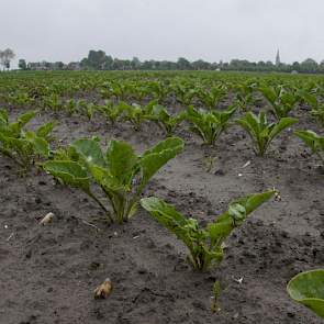 In de suikerbieten is de aanpak van het onkruid soms lastig. Door het vocht werken bodemherbiciden nu goed. Telers bespraken in het veld de juiste afwisseling van middelen om ook probleemonkruiden als kamille te raken.