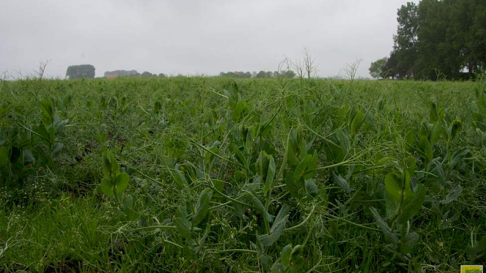Capucijners zijn een zeldzamer gewas dat in Zeeland vaker geteeld wordt dan elders in Nederland. Het kan volgens Bram de Visser lastig zijn om de luizen verscholen in de bladen te raken met insecticide en vochtig weer bij de bloei levert een risico op. Bo