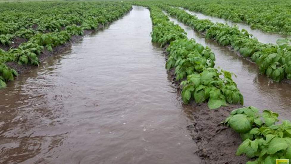 Akkerbouwer Twan van der Heijden plaatste vanmiddag dramatische foto’s van water tussen de aardappelruggen. Zware neerslag in zuidoost-Brabant, schreef hij op twitter. ‘Veel percelen staan onder water. De tussenstand is 37 mm.’