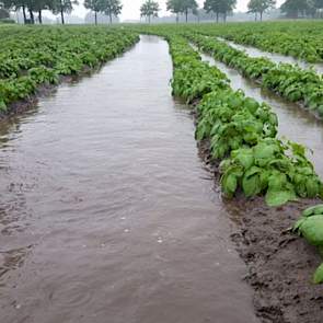 Akkerbouwer Twan van der Heijden plaatste vanmiddag dramatische foto’s van water tussen de aardappelruggen. Zware neerslag in zuidoost-Brabant, schreef hij op twitter. ‘Veel percelen staan onder water. De tussenstand is 37 mm.’