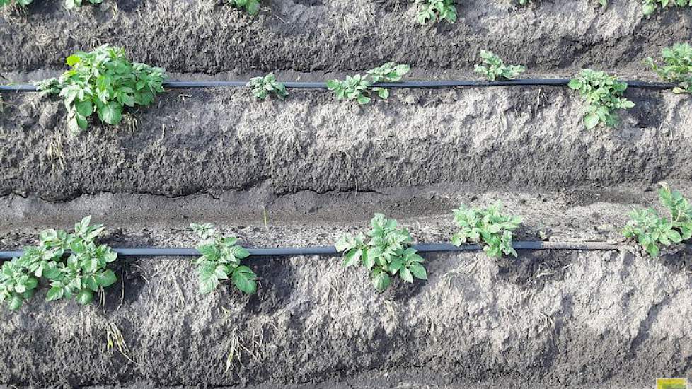 Bij Scholtenszathe wordt het druppelsysteem dit jaar toegepast in consumptieaardappelen en in uien. Het solar energy system is ontwikkeld door Broere Beregening uit Waddinxveen. Het systeem wordt toegepast in het project More Crop per Drop in Drenthe.  Ee