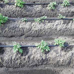 Bij Scholtenszathe wordt het druppelsysteem dit jaar toegepast in consumptieaardappelen en in uien. Het solar energy system is ontwikkeld door Broere Beregening uit Waddinxveen. Het systeem wordt toegepast in het project More Crop per Drop in Drenthe.  Ee