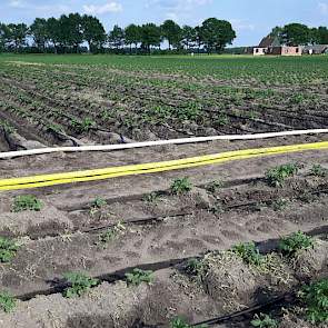 Doelstelling van het project is om zuiniger om te gaan met water, mineralen, gewasbeschermingsmiddelen en energie en met verbetering van opbrengst en kwaliteit van de producten.