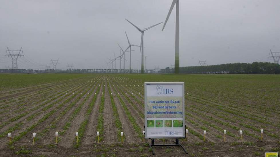 Per jaar, per ras en per regio verschilt de reactie van de suikerbieten op bladschimmels. Dat maakt het lastig om een advies te geven voor welk ras het beste geteeld kan worden op een perceel. Het IRS onderzoekt wel of hier verbanden zijn.