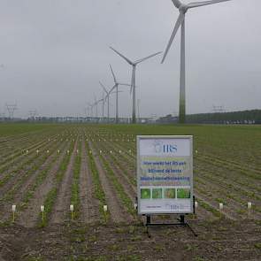 Per jaar, per ras en per regio verschilt de reactie van de suikerbieten op bladschimmels. Dat maakt het lastig om een advies te geven voor welk ras het beste geteeld kan worden op een perceel. Het IRS onderzoekt wel of hier verbanden zijn.