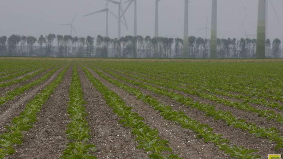 De bieten groeien aardig. Ze zijn wat later dan anders en hier in Lelystad hadden ze wat last van de korstvorming op de grond.