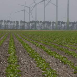 De bieten groeien aardig. Ze zijn wat later dan anders en hier in Lelystad hadden ze wat last van de korstvorming op de grond.