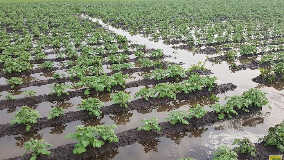 ... weten collega's in het zuiden niet hoe ze het vele water van het land moeten krijgen. Bij akkerbouwer Twan van der Heijden uit Soerendonk viel afgelopen week 181 mm neerslag.