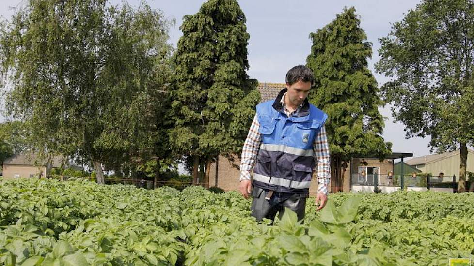 Keurmeester Stijn Riemslag van de NAK controleert een perceel pootaardappelen in West-Brabant.