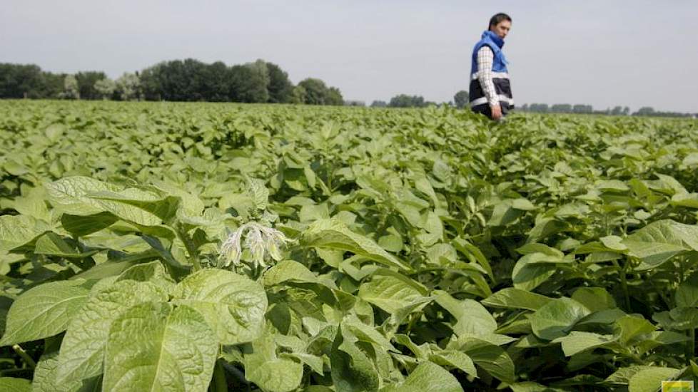 Dit geldt niet voor de keuring op Erwinia: hiervoor gelden de normen vanaf de start van de keuring. ‘Erwinia is hét probleem van de pootgoedteelt.’