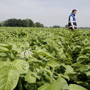 Dit geldt niet voor de keuring op Erwinia: hiervoor gelden de normen vanaf de start van de keuring. ‘Erwinia is hét probleem van de pootgoedteelt.’