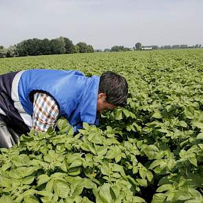 Bij de controle op virusziekte en vermenging zijn de keurmeesters tot 21 juni nog redelijk coulant. ‘Een teler kan deze er goed uithalen tijdens de selectie. Daarom willen we telers wat ruimte geven voor selectie’, zegt Hommes.