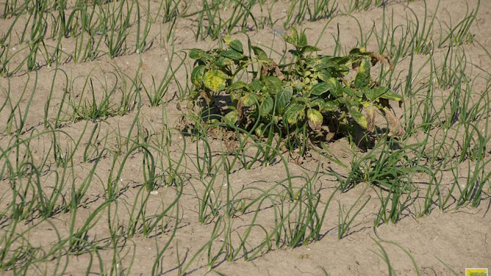 De zachte winter veroorzaakt meer aardappelopslag in de gewassen. De planten zijn aangestipt.