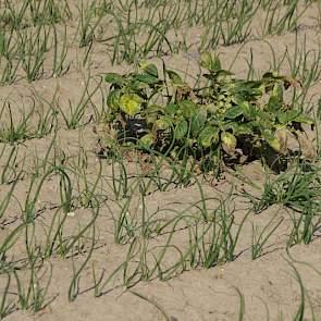 De zachte winter veroorzaakt meer aardappelopslag in de gewassen. De planten zijn aangestipt.
