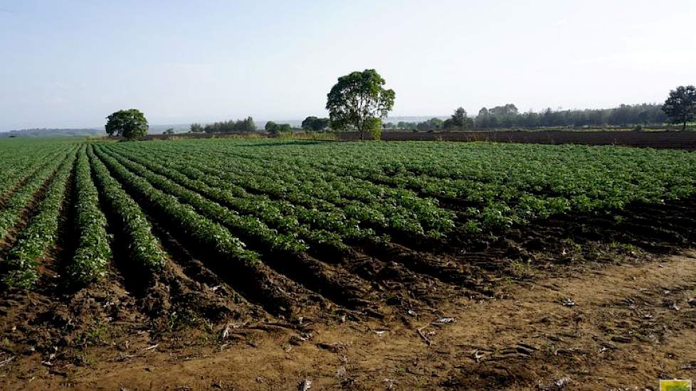 Met het Nederlandse pootgoed en de juiste investeringen kunnen lokale boeren hun productie vier tot vijf keer verhogen. In 2012 is al een begin gemaakt met een aantal projecten in Kenia. Die aanpak wordt nu ook door Tanzania omarmd. Daarbij gaat het naast