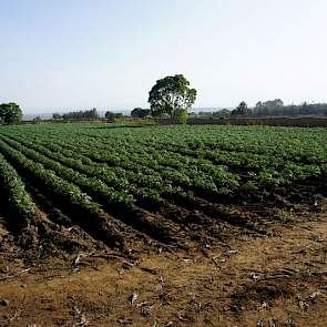 Met het Nederlandse pootgoed en de juiste investeringen kunnen lokale boeren hun productie vier tot vijf keer verhogen. In 2012 is al een begin gemaakt met een aantal projecten in Kenia. Die aanpak wordt nu ook door Tanzania omarmd. Daarbij gaat het naast