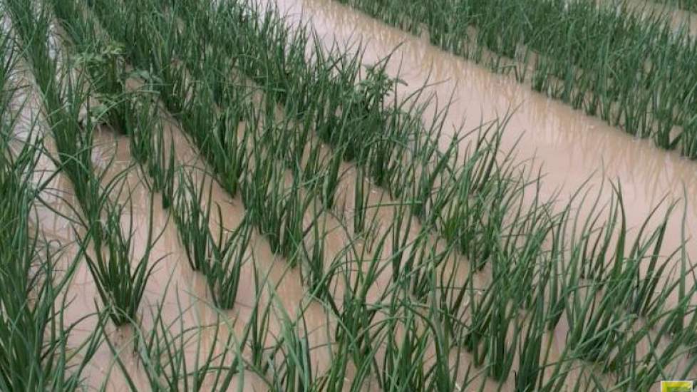 Ook Novifarm kreeg flinke hoeveelheden regen. ‘Om 2 uur in 30 minuten tijd 32 mm akkerregen in Nieuw Beijerland en 26 mm in Oud Beijerland. Onze percelen waren al verzadigd.’ De uien van Novifarm staan volledig in het water. ‘Na de hevige regenval is dit