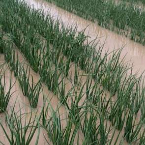 Ook Novifarm kreeg flinke hoeveelheden regen. ‘Om 2 uur in 30 minuten tijd 32 mm akkerregen in Nieuw Beijerland en 26 mm in Oud Beijerland. Onze percelen waren al verzadigd.’ De uien van Novifarm staan volledig in het water. ‘Na de hevige regenval is dit