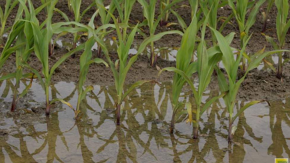 Het natte weer in delen van het land zal schade opleveren in uien, aardappelen en ook in maïs. Bergmans ziet dat natte plekken in maïspercelen niet meer aan de groei komen. Qua ziektedruk is de phytophthora in aardappelen al actief. Bergmans verwacht dat