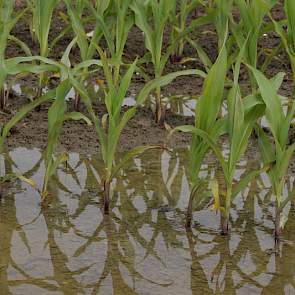 Het natte weer in delen van het land zal schade opleveren in uien, aardappelen en ook in maïs. Bergmans ziet dat natte plekken in maïspercelen niet meer aan de groei komen. Qua ziektedruk is de phytophthora in aardappelen al actief. Bergmans verwacht dat