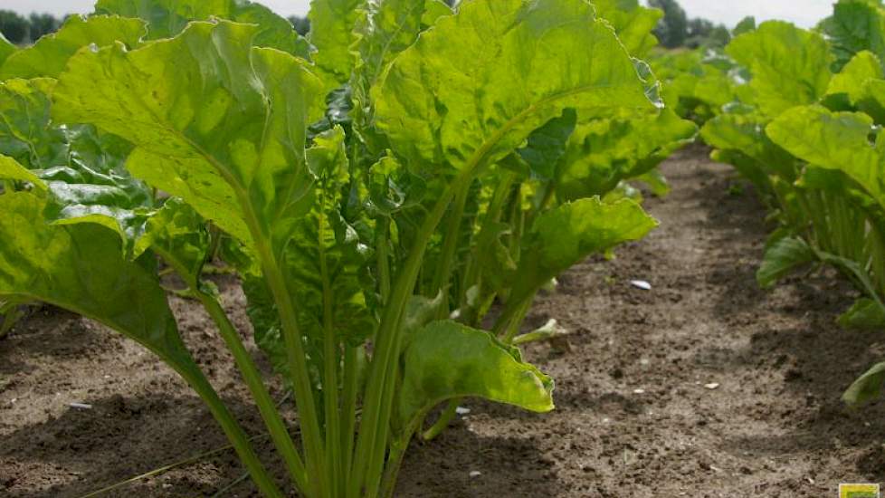 Suikerbieten horen zo in het bouwplan van de telers in het gebied van Mol Agrocom, dat er altijd rassen getoond worden bij de open dag.