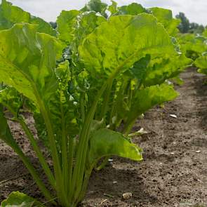 Suikerbieten horen zo in het bouwplan van de telers in het gebied van Mol Agrocom, dat er altijd rassen getoond worden bij de open dag.