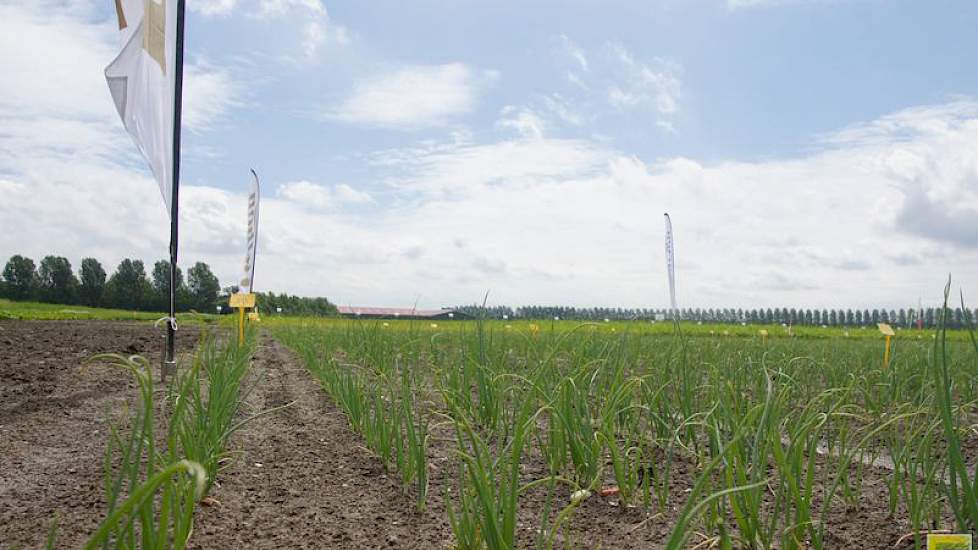 De uien groeien moeizaam op het proefperceel van Mol. Volgens De Vlieger kregen ze vlak na zaai zo'n hevige bui over zich heen dat de grond dichtsloeg.