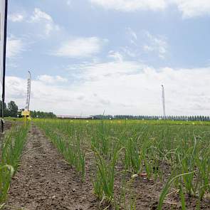 De uien groeien moeizaam op het proefperceel van Mol. Volgens De Vlieger kregen ze vlak na zaai zo'n hevige bui over zich heen dat de grond dichtsloeg.