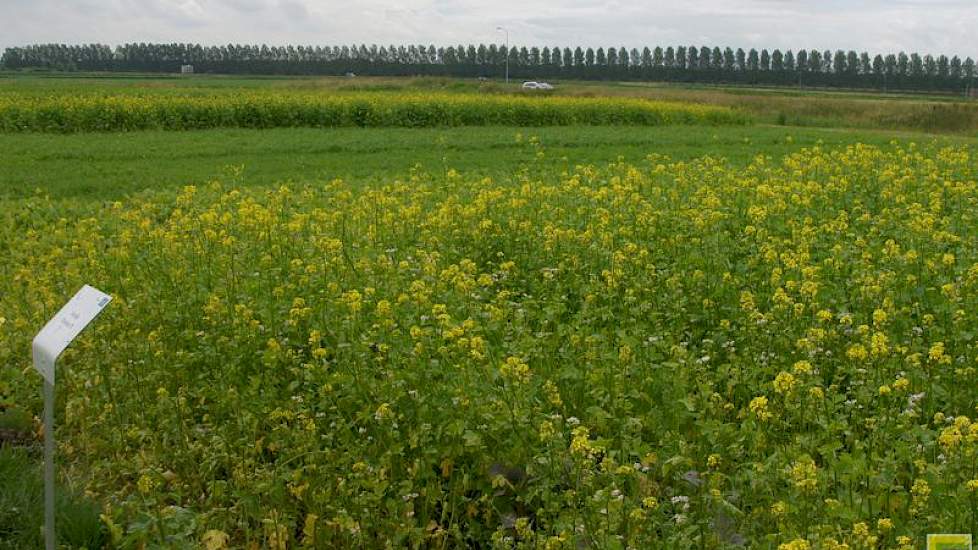 Bij groenbemestersmengsels gaan de toeleveranciers in het zuidwesten meer uit van de kansen dan van de bedreigingen. Mengsels zijn volgens De Vlieger positief voor de doorworteling van de grond en voor de weerbaarheid van het bouwplan. Door ook niet-brass