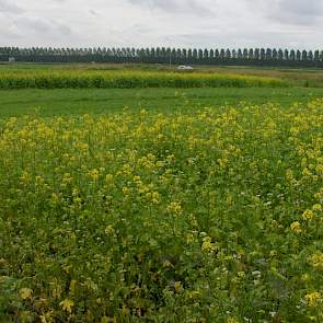 Bij groenbemestersmengsels gaan de toeleveranciers in het zuidwesten meer uit van de kansen dan van de bedreigingen. Mengsels zijn volgens De Vlieger positief voor de doorworteling van de grond en voor de weerbaarheid van het bouwplan. Door ook niet-brass