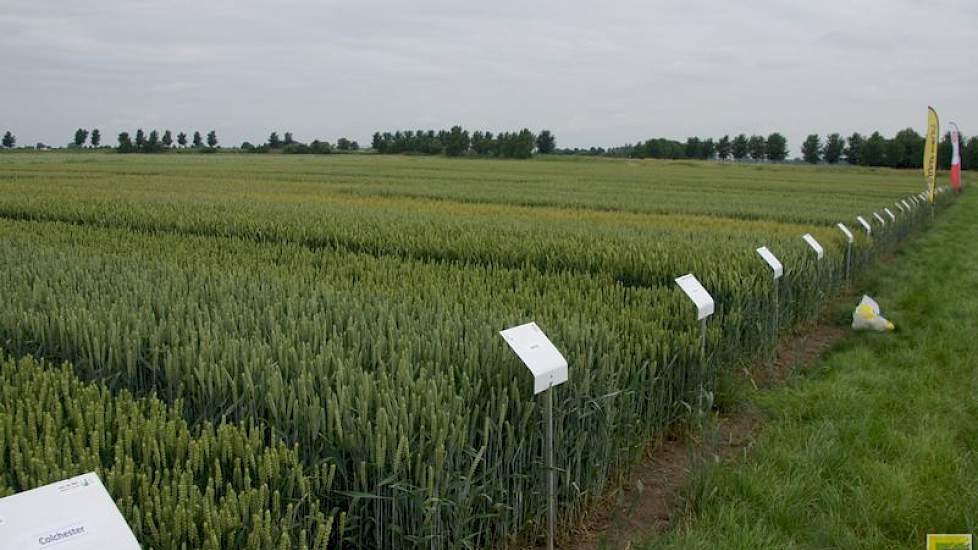 De veldjes met verschillende tarwerassen laten de diversiteit in keuze zien.