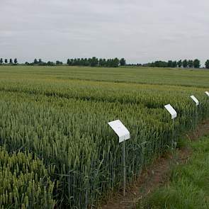De veldjes met verschillende tarwerassen laten de diversiteit in keuze zien.