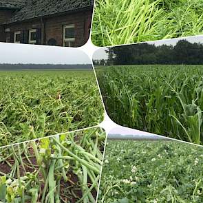 Een dag na de hagel-‘aanslag’ in omgeving Bergeijk, zoals Hens Gunneman de situatie omschrijft. ‘Gebouwen en gewassen hebben een flinke tik gehad.’