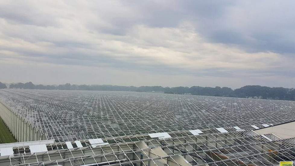 Ook de glastuinbouw is zwaar getroffen door de hagel. Foto: Twan van der Heijden