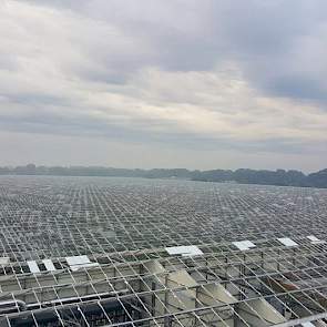 Ook de glastuinbouw is zwaar getroffen door de hagel. Foto: Twan van der Heijden