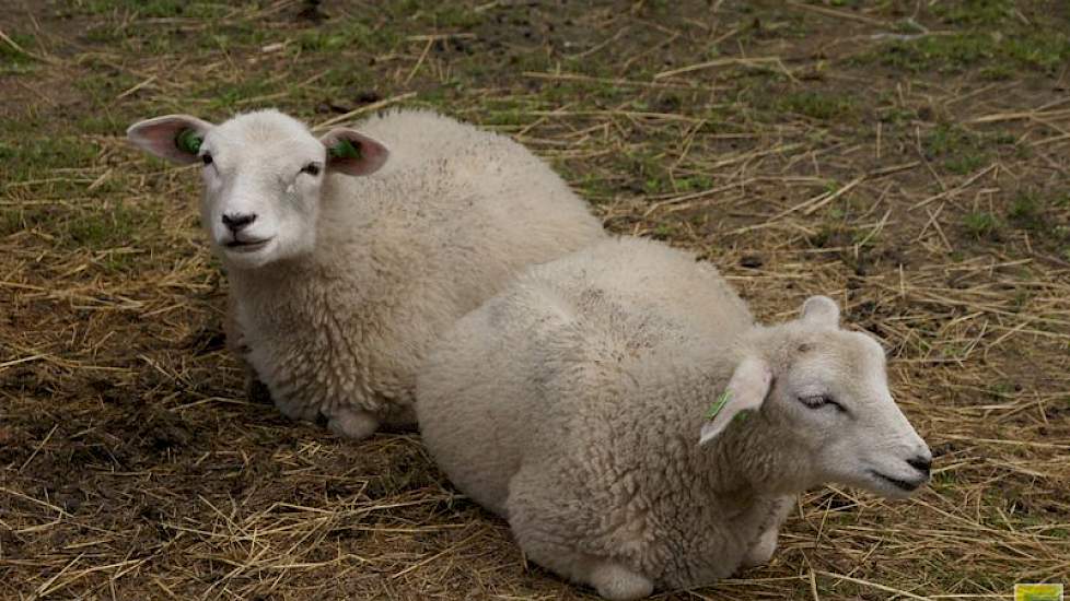 Reijne doet vooral akkerbouw. Er zijn een paar dieren in de kinderboerderij op het erf en jongvee is sinds vorig jaar ook een kleine tak op het bedrijf. De melkkoeien deed de familie jaren geleden weg.