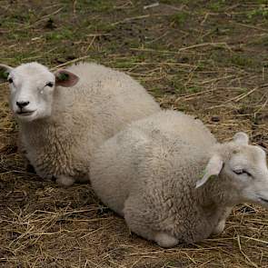 Reijne doet vooral akkerbouw. Er zijn een paar dieren in de kinderboerderij op het erf en jongvee is sinds vorig jaar ook een kleine tak op het bedrijf. De melkkoeien deed de familie jaren geleden weg.