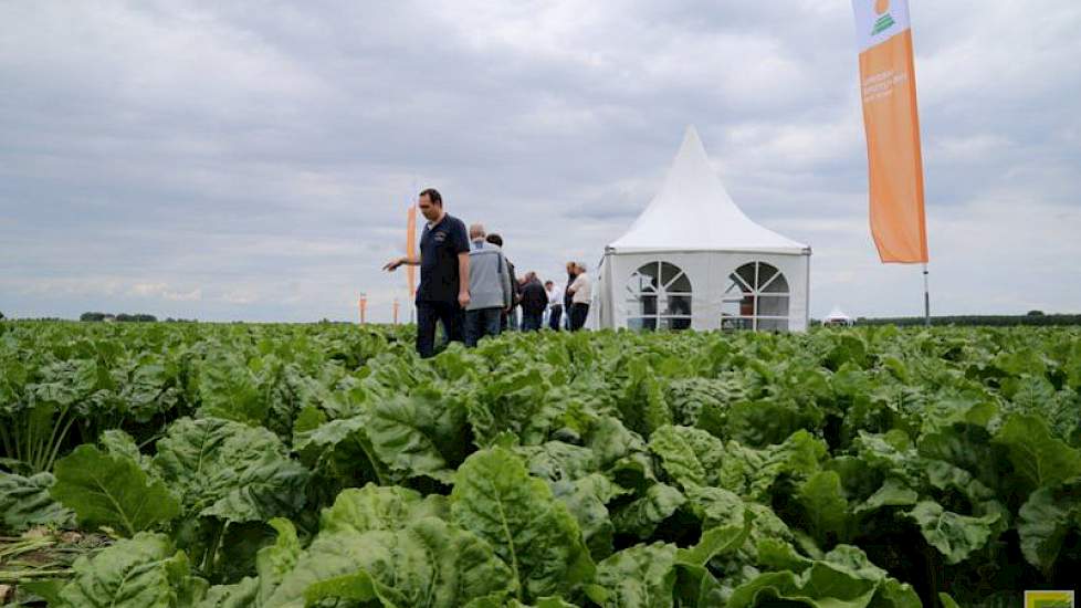 Diverse zaadfirma's presenteerden hun suikerbietenrassen in het veld.