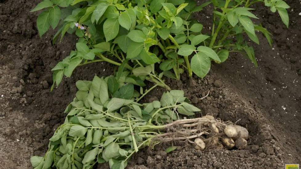 Aardappelen, groente en fruit hebben het grootste marktaandeel binnen biologische producten in Nederland, aldus ABN-AMRO.